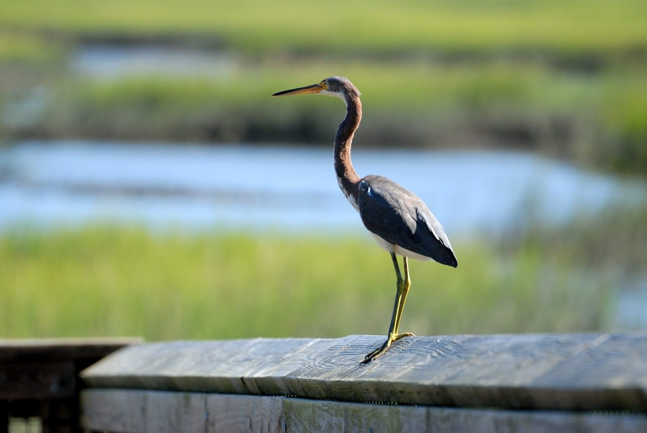 tri colored, egret, bird-1620226.jpg